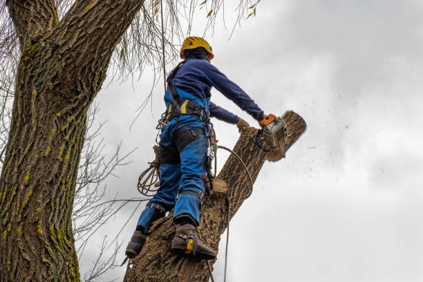 Best Fruit Tree Pruning  in Pablo, MT